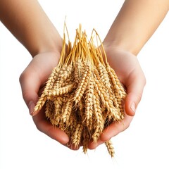 Hands Holding a Precious Bundle of Wheat Isolated on White Background