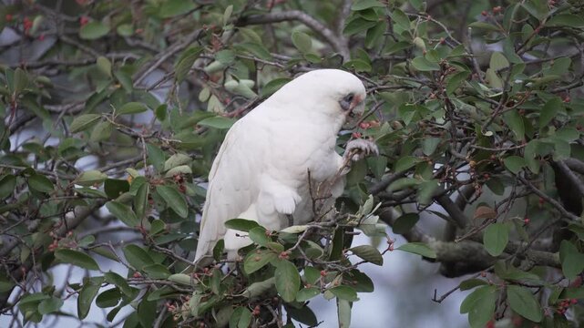 A white Australian parrot foraging in a berry tree