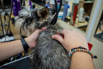 Close-up of a professional groomer carefully combing a Schnauzer’s fur during a grooming session, emphasizing care, detail, and pet hygiene