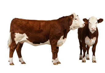Two magnificent Hereford cows, healthy brown and white coats, posed majestically on a seamless transparent studio background, no shadows, professional livestock photography concept