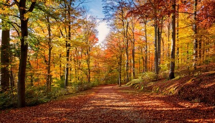 Path In Autumnal Deciduous Forest With Colorful Trees