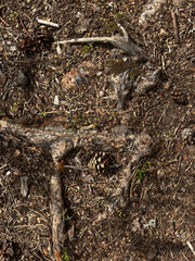 tree roots in the ground