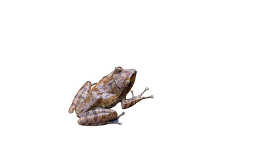 One shiny little frog isolated on white background.