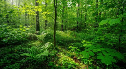 Obraz premium Sunlight filters through a dense green forest illuminating ferns moss and lush foliage on the forest floor with numerous tree trunks