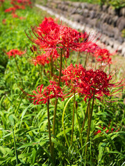 ヒガンバナ（彼岸花）
Red spider lily
神奈川県小田原市にて。
In Odawara City, Kanagawa Prefecture.
2025年9月21日撮影
Photographed on 21 September 2025.
