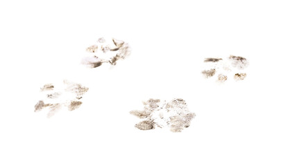 Muddy cat paw prints isolated on white background