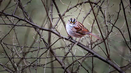 bird amidst tree branches
