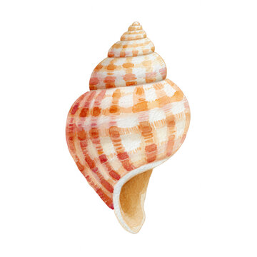 Watercolor summer seashell illustration features spiral shell with warm orange and beige tones evoking relaxed beach atmosphere perfect for seasonal decor and creative projects