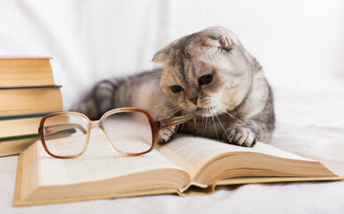 Gray cat lying near stack of books and glasses of owner