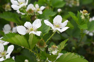 Blackberry flowers blooming in the garden, Beautiful in spring bloom garden. Blackberry bush with white flowers, Blossoming blackberry bush and bee, sunny spring day, Chakwal, Punjab, Pakistan