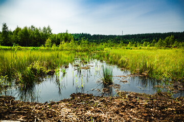 Naturwanderführung im Moorgebiet in Deutschland, Führung durch ein Moorgebiet, Naturwanderung