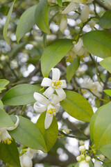 Blossoming orange tree flowers, orange blossoms, Spring harvest, closeup of Orange tree branches with flowers and leaves, buds and leaves, white little flower closeup, Chakwal, Punjab, Pakistan