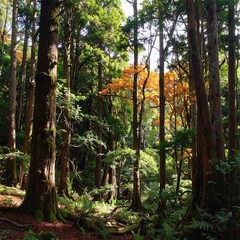 Sunlight filtering through autumn forest