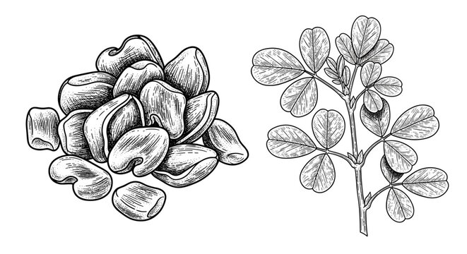 Fenugreek Trigonella foenum-graecum&ndash; handdrawn black-and-white Fenugreek seeds and leaf sketch. Engraving vector.
