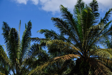 Fototapeta premium view of palm oil plantation. endless palm groves for palm oil production along the roads around Terengganu, Malaysia. Number 1 palm oil producer country. 