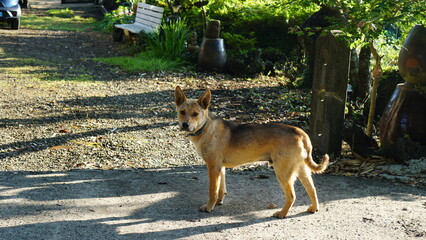 outside dog jeju-island