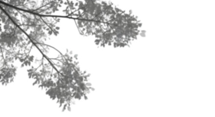 Realistic shadow overlay effect.  leaf shadows isolated on transparent background.