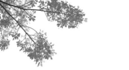 Realistic shadow overlay effect.  leaf shadows isolated on transparent background.