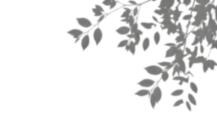 Realistic shadow overlay effect.  leaf shadows isolated on transparent background.