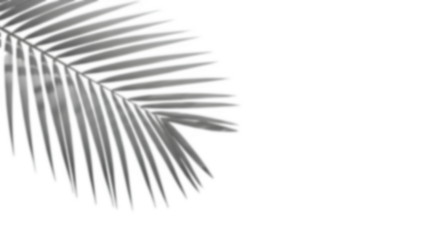 Realistic shadow overlay effect. Natural palm leaf shadows isolated on transparent background.