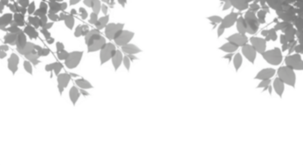 Realistic shadow overlay effect.  leaf shadows isolated on transparent background.