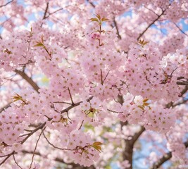 Obraz premium Cherry blossom branches with pink spring flowers
