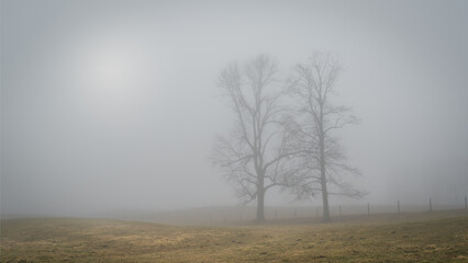 foggy morning in the forest