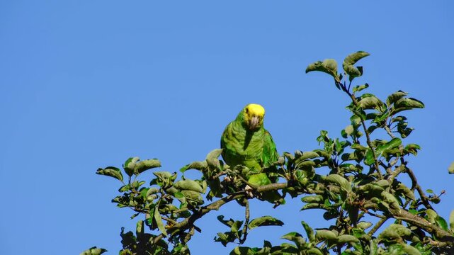 Close-up of a yellow-headed amazon parrot perching on an apple tree and eating a walnut against a blue sky on a sunny morning