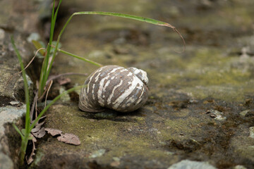 Macro close-up of a snail with a unique striped pattern on its shell, crawling on a mossy rock in its natural habitat