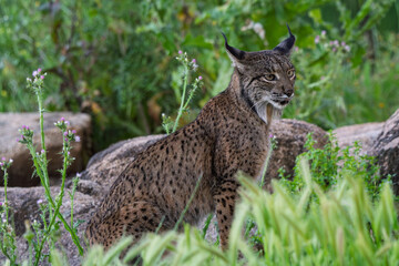 Obraz premium Calm Iberian Lynx Sitting Amongst Wildflowers