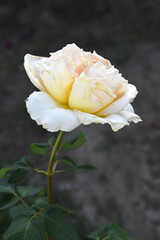 Beautiful white rose flower closeup in garden, A very beautiful white rose flower bloomed on the rose tree, Rose flower closeup, bloom flowers, Natural spring flower, Natural floral background,