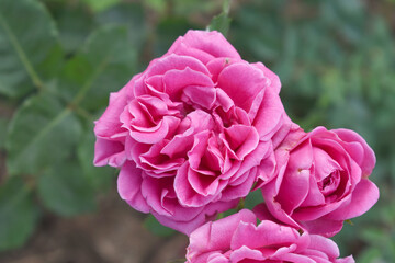 Beautiful pink rose flower closeup in garden, A very beautiful pink yellow rose flower bloomed on the rose tree, Rose flower closeup, bloom flowers, Natural spring flower floral background