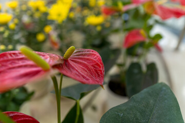 アンスリウムの接写｜ハート形の赤い花と黄色の花芯