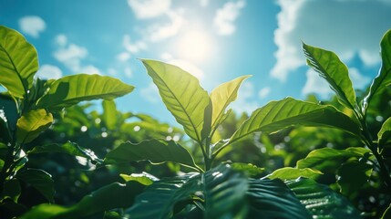 Sunlit Coffee Plant Leaves, Plantation, Growth