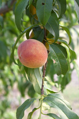 Fresh Ripe Peach fruits on a tree branch with leaves closeup, A bunch of ripe Peaches on a branch, Ripe delicious fruit peaches on the tree, Ripe sweet peach fruits grow on a peach tree branch