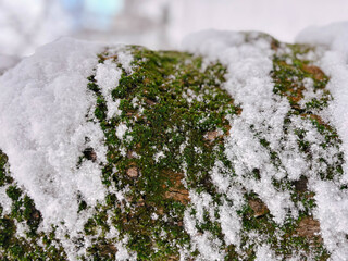 Macro Shot of Green Moss on Bark Covered with Fresh Snow
