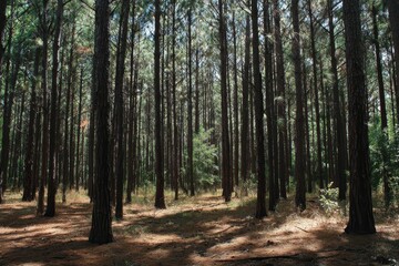 Obraz premium Lush Piney Woods: Embracing Nature in a Dense Forest Under Summer's Afternoon Light