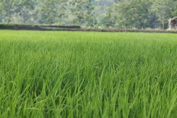 green rice field