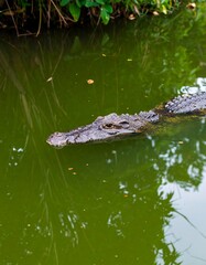 Croc in murky water