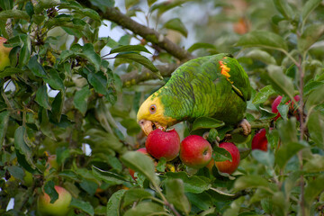 Yellow-headed amazon parrot perched on a branch biting into a ripe red apple close-up