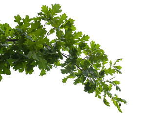 Photo of an oak branch with leaves on a transparent background © Валерий Плотников