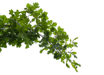 Photo of an oak branch with leaves on a transparent background