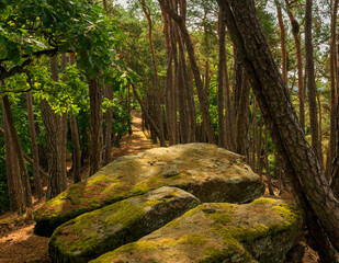 path in the forest Ödenwald
