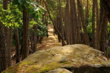footpath in the forest Odenwald