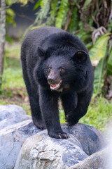 Obraz premium Asian Black Bear Walking Outdoors in Natural Setting