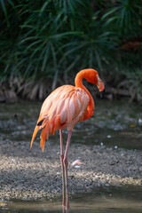 Fototapeta premium Flamingos Feeding in Wetland Habitat