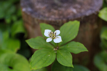 ゴゼンタチバナ