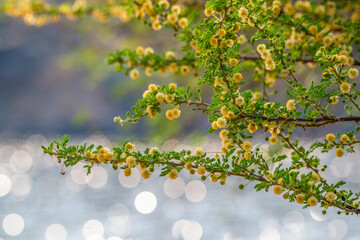 Gros plan sur les fleurs d'un acacia karroo en Namibie
