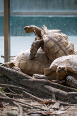 Obraz premium African Spurred Tortoise Close-Up in Natural Setting