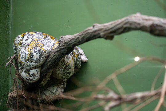 Reticulated Python Head Emerging from Coiled Body
